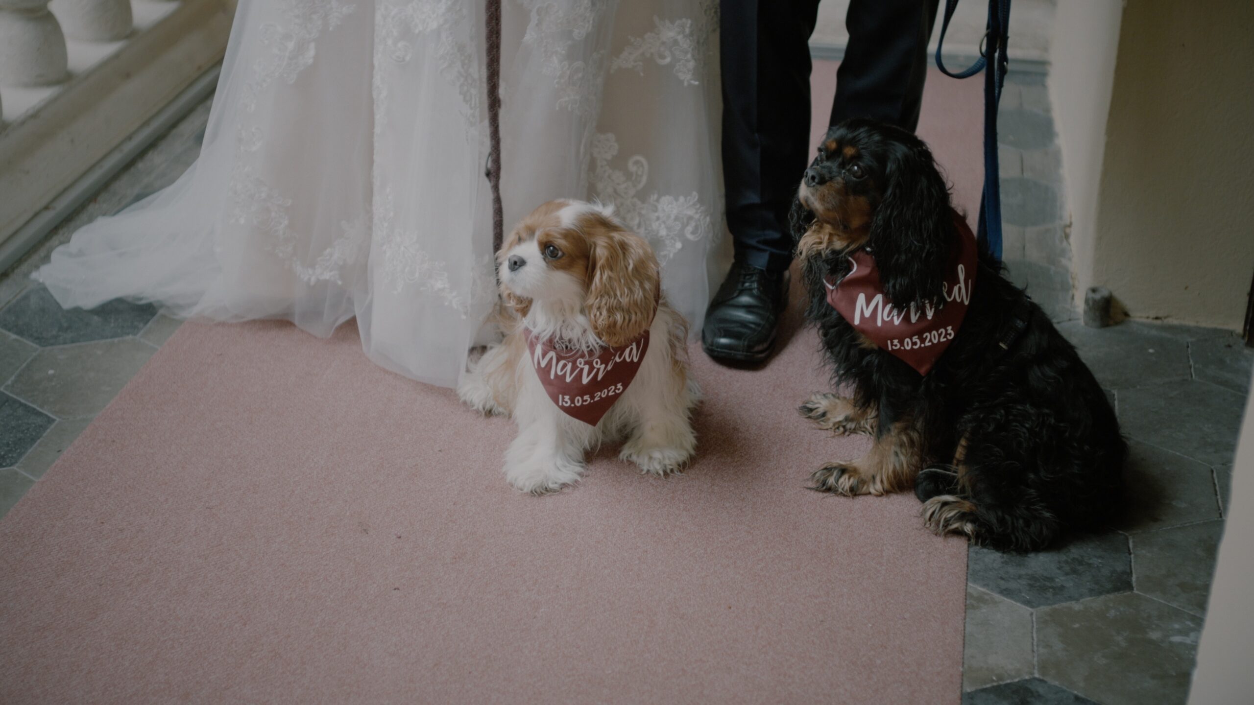 Die Hunde von Johanna und Ulrich sitzen mit „Just Married“-Halstüchern neben dem Brautkleid und Anzug im Schloss Obermayerhofen, persönliche Hochzeitsdetails in der Steiermark.