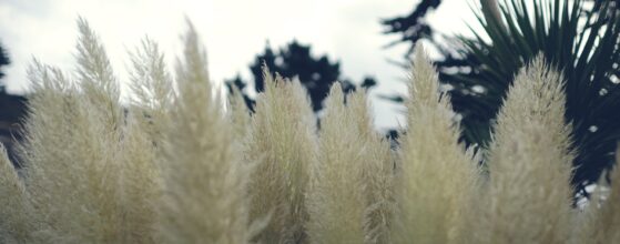 Coastal wedding teaser Fort Polhawn - Close-up of ornamental pampas grass swaying at Fort Polhawn wedding ceremony venue in Cornwall – featured in Lani & Olly's cinematic wedding teaser video